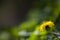 Yellow dandellion on green grass blurred background