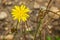 yellow dandilion flowers in brown earth in late summer