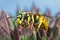 Yellow dangerous and  poisonous Vespula germanica wasp