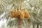 Yellow and dark brown ripen dates along the tree