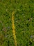 Yellow Dark mullein flowers on a green background - verbascum nigrum