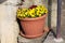 Yellow and dark red Wild pansy or Viola tricolor small wild flowers densely planted in large light brown plastic flower pot