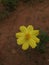 Yellow Daspethiya Flower