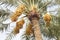 Yellow dates bunches in a date palm tree