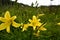 Yellow day lilies bloomed in the meadow