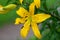 Yellow day tiger lily, lily green scene background
