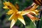 Yellow Daylilies