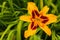 Yellow daylilies flowers or Hemerocallis. Daylilies on green leaves background. Flower beds with flowers in garden.