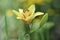 Yellow daylilly flower isolated against green foliage background