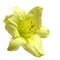 Yellow daylily