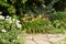 Yellow daylily against a background of a garden path made of san