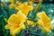 Yellow daylily blooms Hemerocallis lilioasphodelus