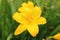 Yellow daylily flower