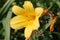 Yellow daylily flower close up