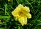 Yellow Daylily flower at full bloom