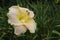 Yellow Daylily Flower in Full Bloom with Green Leaves in the Background