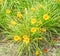 Yellow daylily flowers, the genus Hemerocallis, green leaves