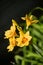 Yellow daylily hemerocallis