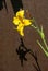 Yellow Daylily (Hemerocallis lilioasphodelus)