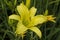 Yellow Daylily Perennial Blossom - Hemerocallis