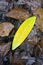 Yellow decaying leaf on forest floor