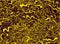 Yellow decorative doodle waves, brown color background.