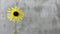 Yellow decorative sunflower flower on the background of a cement wall