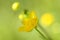 Yellow delicate flowers with blur background