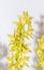 Yellow dendrobium nobile