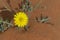 Yellow Desert Flower in Bloom in the United Arab Emirates