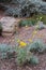 Yellow, Desert Marigold flowers growing in the Arizona desert