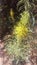 Yellow Desert Princesplume Flower Macro