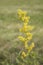 Yellow detailed goldenron during spring in a meadow