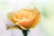 Yellow detailed rose against blurry background. Motherâ€™s Day and Valentineâ€™s Day concept