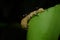 yellow diamondback moth in the rain