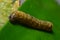 yellow diamondback moth in the rain