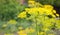 Yellow dill flower in a close-up garden