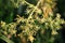 Yellow dill inflorescences among green grass