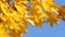 Yellow discolored maple leaves on a tree