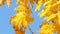 Yellow discolored maple leaves on a tree