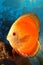 Yellow discus