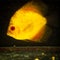 Yellow discus fish