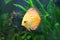 Yellow Discus fish in aquarium