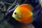 Yellow discus floats in an aquarium