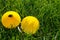 Yellow divider for watering can on green young grass