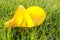 Yellow divider for watering can on green young grass
