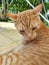 Yellow  domestic cat