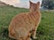 A yellow domestic cat painted before sunset