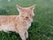 A yellow domestic cat painted before sunset