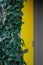 Yellow door and ivy bush